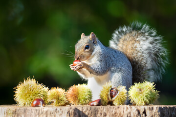 Grey squirrel eating sweet chestnut fruit on a tree stump in autumn