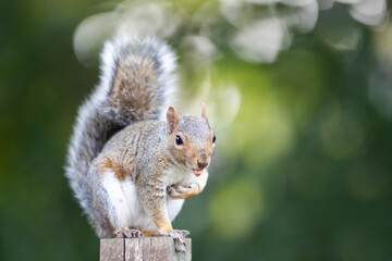 Grey squirrel standing on a garden fence post with a nut in its mouth