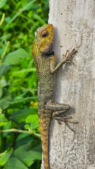Chameleon camouflage attached to the garden wall. And it was tilting his neck. Looking the enemy's movements.