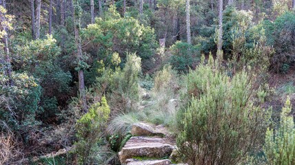 Obraz premium a beautiful shot of a pathway in a forest with a lot of plants