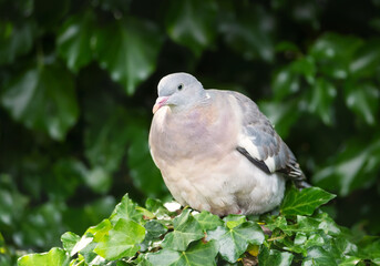 Portrait of a wood pigeon perching on a tree branch
