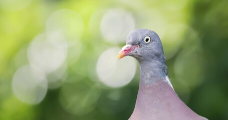 Portrait of a wood pigeon against colourful background
