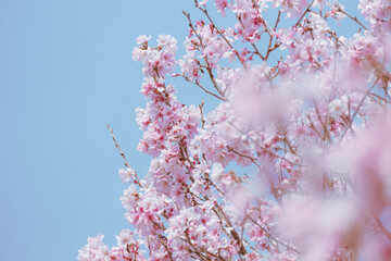青空と調和した桜の満開シーン