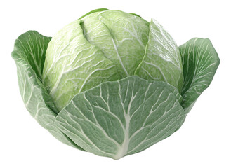 Obraz premium Cabbage ingredient for food isolated element