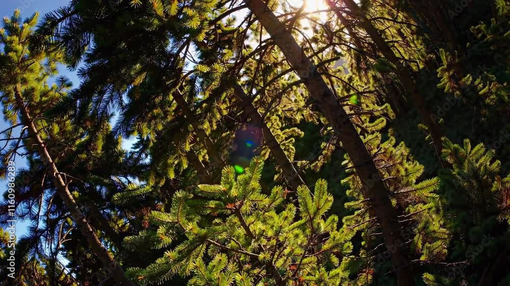 Poster Sunlight filtering through tall trees in a serene forest setting during golden hour