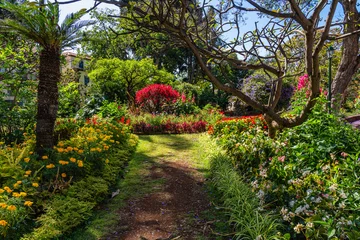 Fototapete Municipal garden in Funchal on a summer morning. Madeira island, Portual. © e55evu