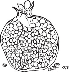 illustration of a pomegranate. Hand drawn vector illustration. 