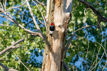 Red woodpecker on a tree