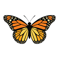 Fototapeta premium Monarch butterfly vector illustration