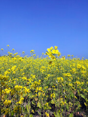 Obraz premium Mustard plants, from this seeds we will get mastered oil 