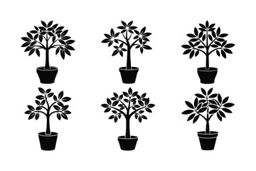 Money Tree (Pachira aquatica) design, labeled silhouette vector art illustration.
