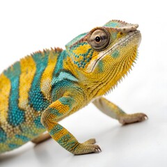 Obraz premium chameleon on a white background