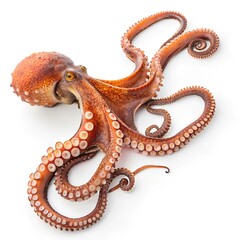 octopus on white background