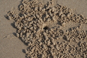  Sand crab home background 