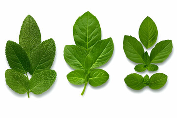 Vibrant Green Leaf Illustration