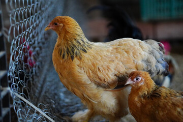 Brahma chicken is on a farm in Thailand.