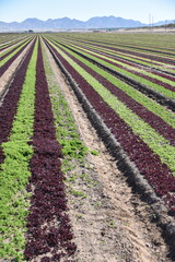Yuma, AZ. U.S.A. 11/2024.  At the convergence of Arizona, California, Mexico and the Colorado River is Yuma, Arizona, the Winter Lettuce capital of North America. 