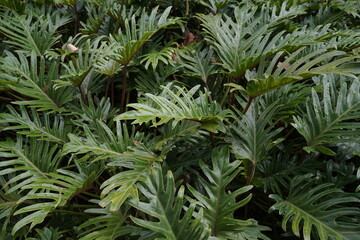 close up of fern