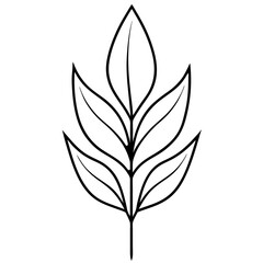 eucalyptus leaf on white background