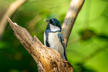 木にとまるカシジュウカラ