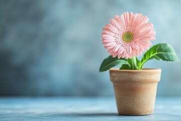 Pink gerbera daisy in a terracotta pot against a blue background.