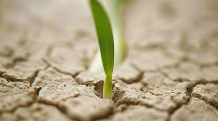 A single green sprout growing from cracked dry earth, representing resilience, new life, and hope in challenging conditions. Symbol of growth and renewal in nature.
