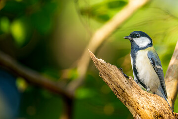 木にとまるカシジュウカラ