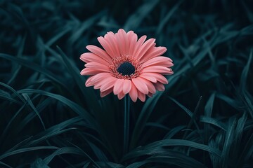Pink flower blossoms in dark green foliage. A single bloom stands out against the deep background.