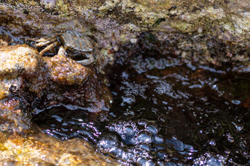 Crab hiding amongst rocks at low tide, Brac Island, Croatia