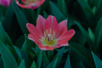 Blooming colorful tulips flowerbed in public flower garden
