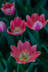 Blooming colorful tulips flowerbed in public flower garden