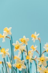 Obraz premium Vibrant yellow tulips blossoming under a clear sky.