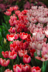 Blooming colorful tulips flowerbed in public flower garden