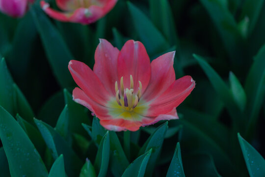 Blooming colorful tulips flowerbed in public flower garden