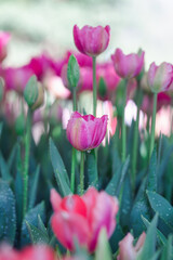 Blooming colorful tulips flowerbed in public flower garden