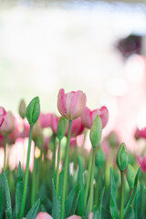 Blooming colorful tulips flowerbed in public flower garden