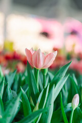 Blooming colorful tulips flowerbed in public flower garden