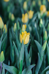 Blooming colorful tulips flowerbed in public flower garden