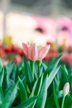 Blooming colorful tulips flowerbed in public flower garden