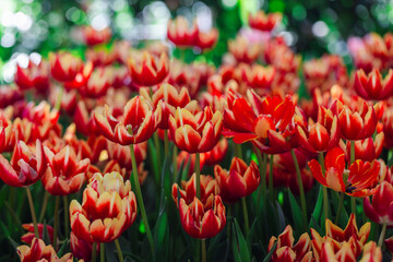 Blooming colorful tulips flowerbed in public flower garden