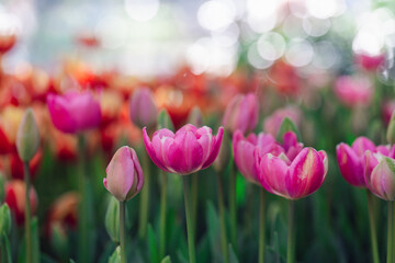Blooming colorful tulips flowerbed in public flower garden