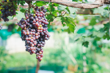 Close up of ripe purple grapes hanging on the vine in a vineyard at sunset, ready for harvest. The warm light of the setting sun illuminates the grapes, creating a beautiful and inviting scene.