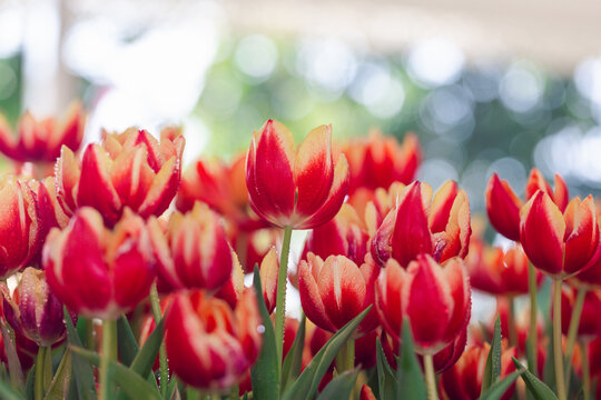 Blooming colorful tulips flowerbed in public flower garden