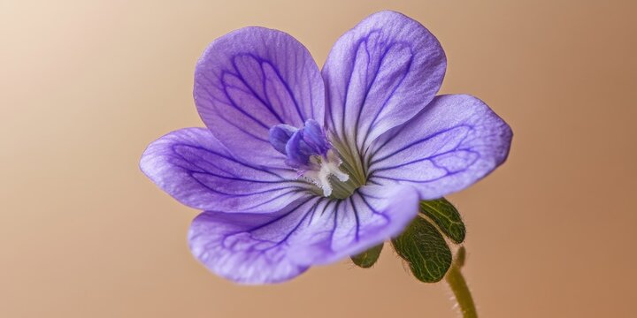 Macro close up of a blue violet Silene flos cuculi on a brown background, showcasing the intricate details of this beautiful flower variety. The blue violet color adds elegance and charm.