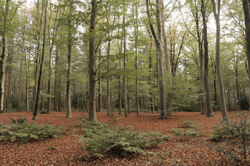 Fall forest with tall trees and fallen autumn leaves on the ground. Landscape with sunlight shining through the trees and foliage.