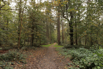 Fototapeta premium Fall forest with tall trees and fallen autumn leaves on the ground and sun and shadow lines.