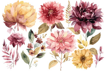 Beautiful flowers. Set of botanical drawings on a white isolated background. Watercolor pink anemones, roses, dahlias