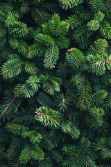 Close up of pine tree branches with green needles.