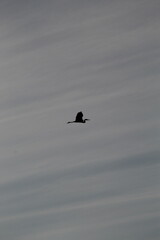 bird fly