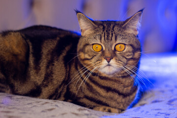 Naklejka premium cat with bright yellow eyes portrait with blue backlight